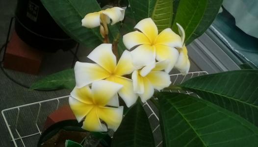 プルメリア冬眠中でまだまだシワシワです ロ ハワイアンレインボー 楽天ブログ