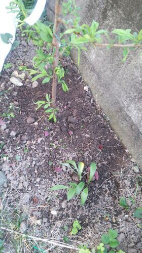 行者ニンニクでコンパニオンプランツ Macos3515のブログ 楽天ブログ