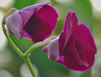 蘭の花.jpg