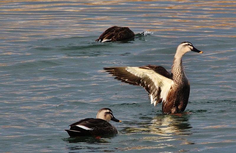 IMG_4486 (800x518).jpg