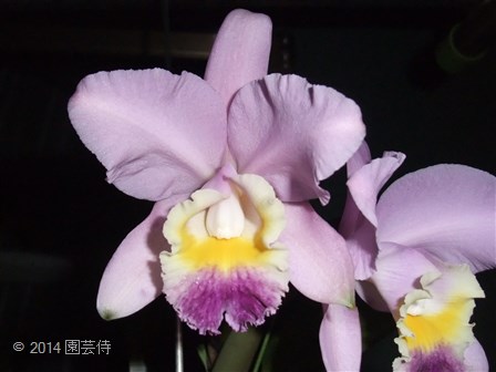 C. Valentine coerulea 'Carpinteria' 20141113-2