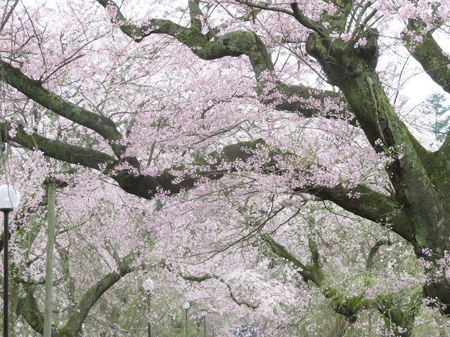 山口市阿東 徳佐八幡宮のしだれ桜 星とカワセミ好きのブログ 楽天ブログ