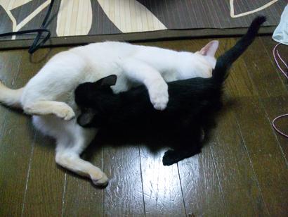 オッパイちょーだい！
