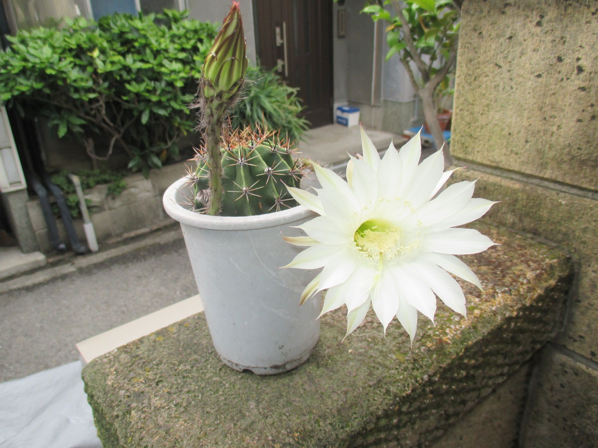 サボテンの花 退職後のブログ 楽天ブログ