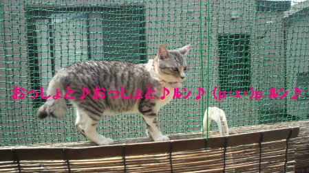 2012_0518うさちゃん1334.JPG