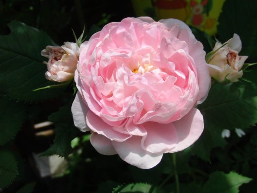 2012.5.22 偽カザンリク.jpg