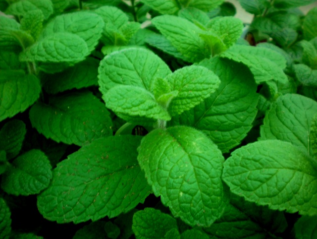 0719 mint.jpg