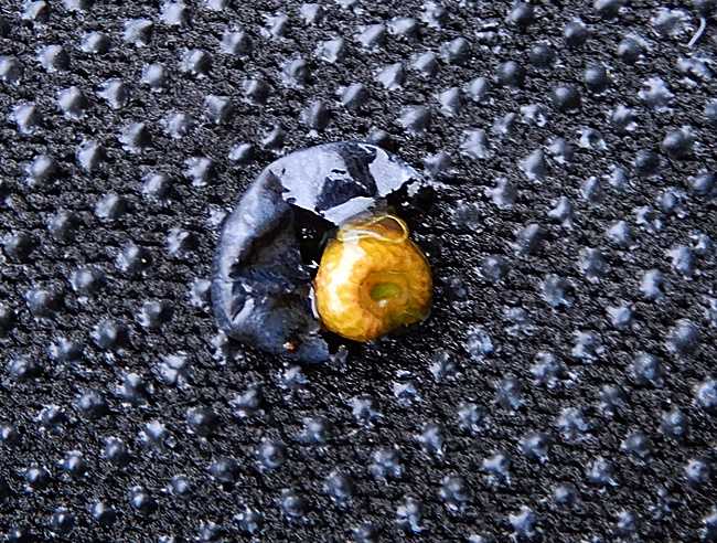 アオツヅラフジ種1