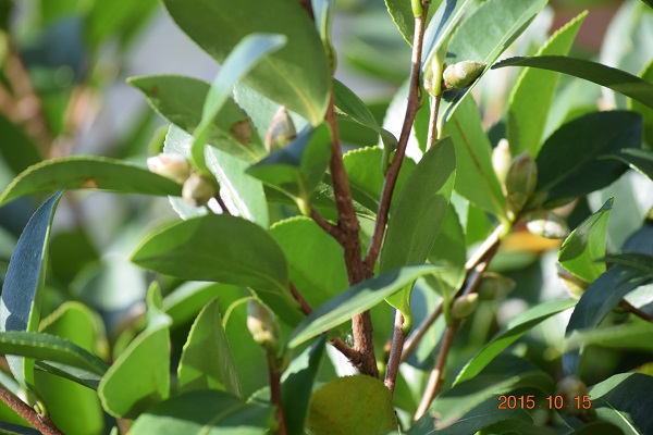 DSC_0372.JPG