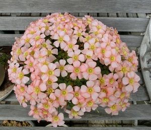 オキザリス コモサの植替え のんびりガーデニング 楽天ブログ