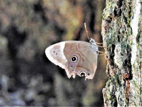 コナラ（小楢）の木で吸汁、吸蜜している蝶”クロヒカゲ” | 三田の