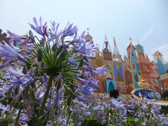 Flower112