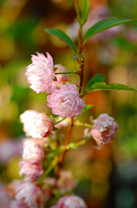 ニワザクラの花