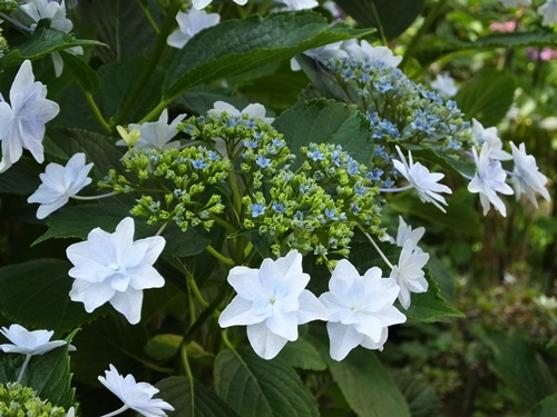 遊歩道の紫陽花