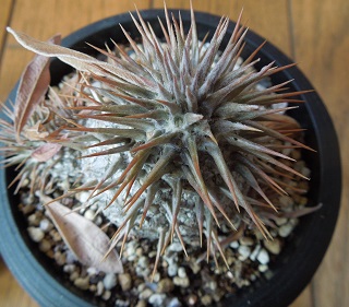 グラキリス2-6ｰ3