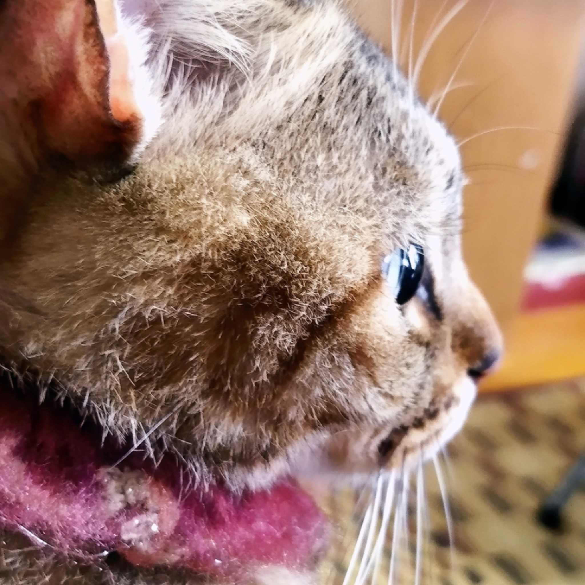 ハンドメイド　着物リメイク　私流　Ｗ　時に猫