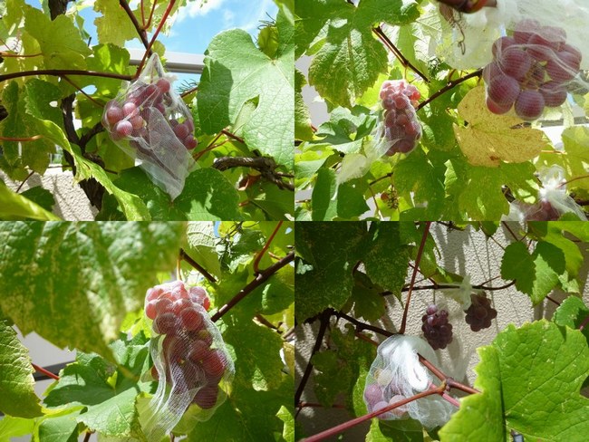 1収穫葡萄8月12日4枚650.jpg