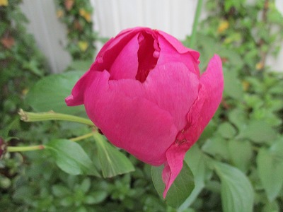 IMG_3327ss.jpg