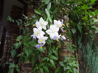 DSC01529.jpg
