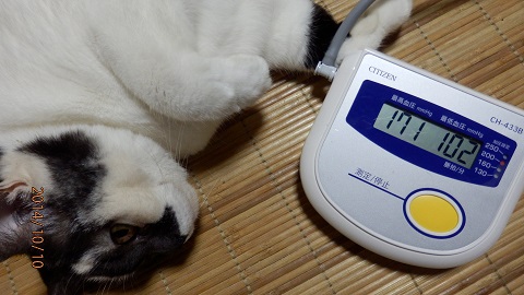 neko.jpg