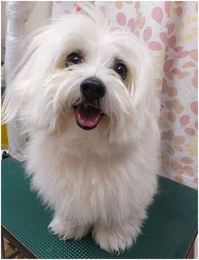 マルチーズのトリミング もずくちゃん お顔長め 今月のシュシュネック 千葉県いすみ市 海の前のトリミングサロン ｂｅｂｅ 楽天ブログ