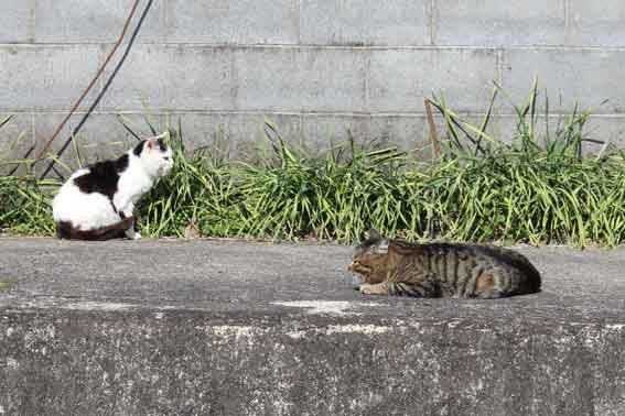 我が家のニャンコ♪2014/03/12-3