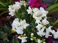 ２月１９日の誕生花 キンギョソウ 白 の花言葉 未来を知る でしゃばり なキンギョソウ 金魚草 の白い 清純な心 の花 弥生おばさんのガーデニングノート 花と緑の365日 楽天ブログ