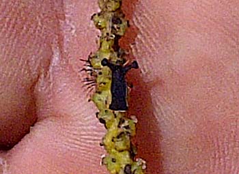 胡椒の花を食べる虫