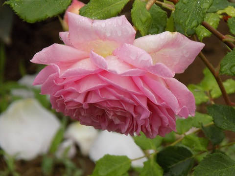 DSCN3901.JPG