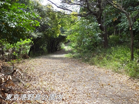 東京港野鳥公園にて