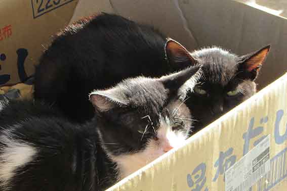 我が家のニャンコ♪2015/9/12-2