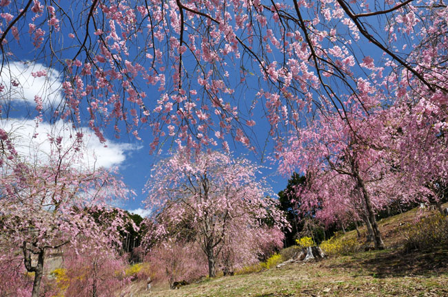 桜３