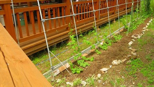 みどりのカーテン20140605