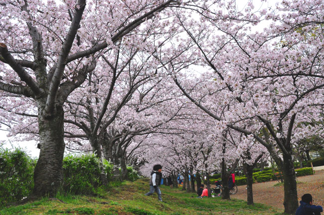 桜６