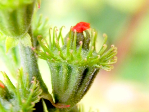 キンミズヒキのひっつき虫1024