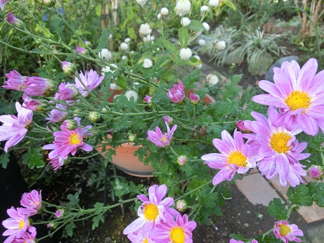 ピンクの菊
