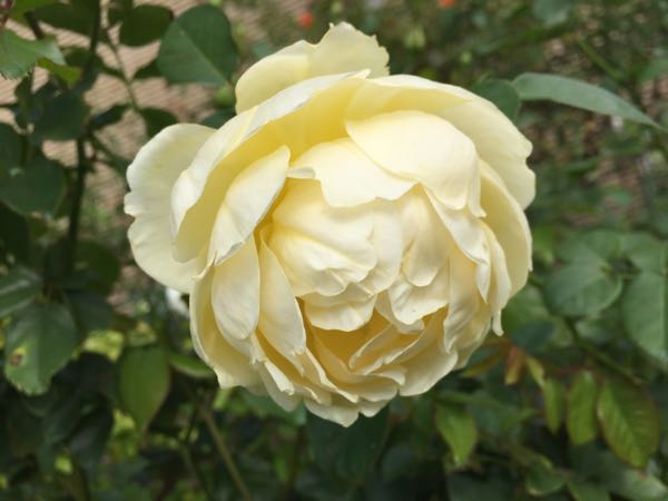 rblog-20161108114002-03.jpg