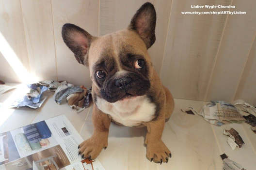 Liubov Wygle-Chursina French Bulldog