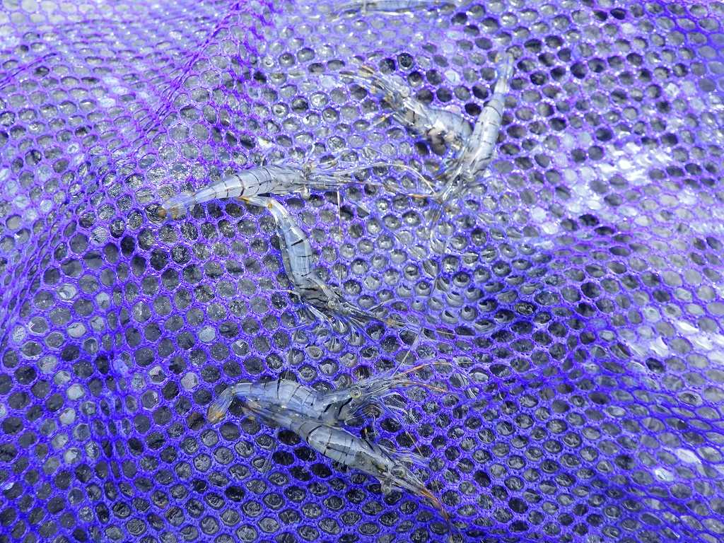 串本磯採集2023年7月上旬52　エサ用エビ