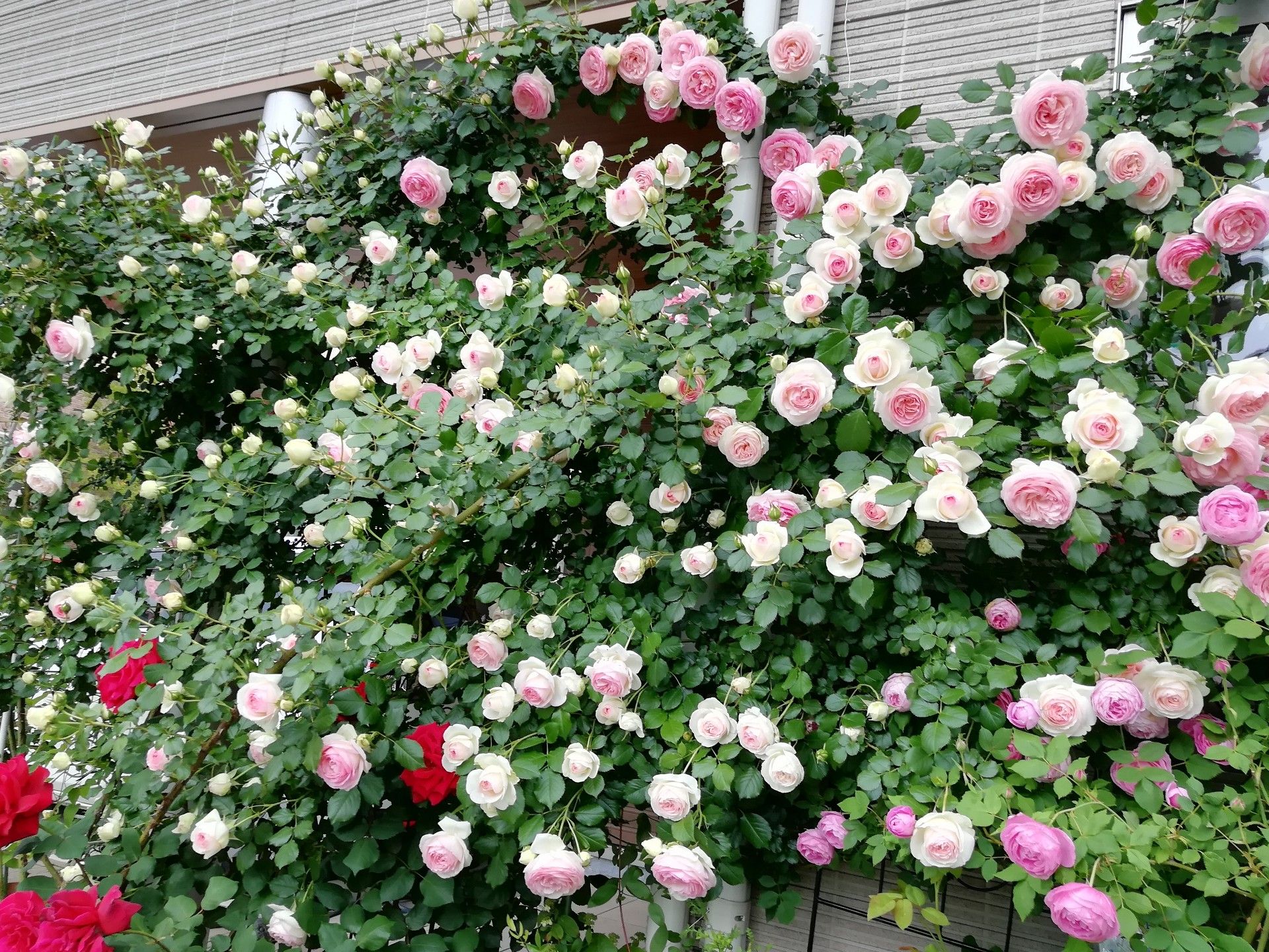 ピエールドロンサール 庭がなくても鉢バラでローズガーデン 楽天ブログ