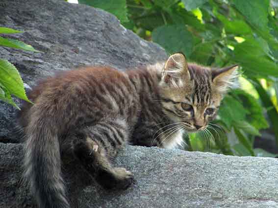 我が家のニャンコ♪1958.9.25-2