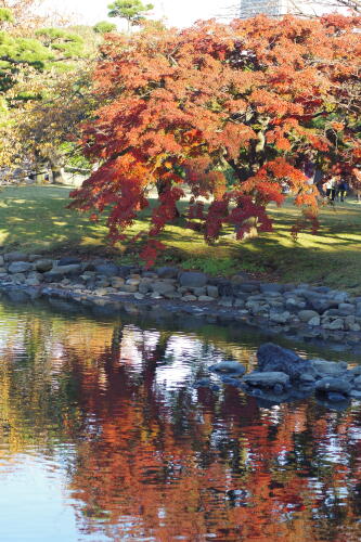 浜離宮恩賜庭園の紅葉