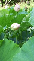 蓮のつぼみ.jpg