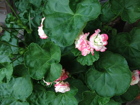1花ゼラニウム450.jpg