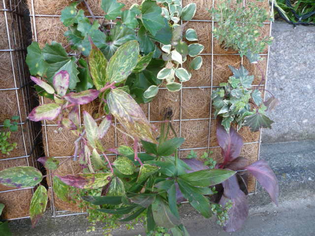 68 寄せ植え