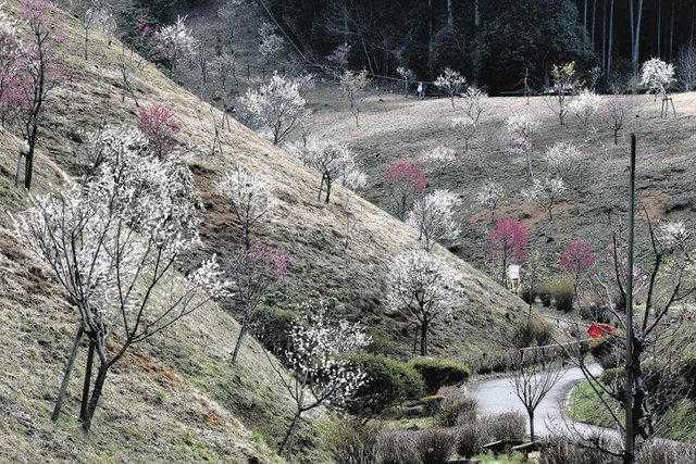 トピックス：復活への願い胸に観賞 青梅「梅の公園」で見頃 | 東方見雲録 - 楽天ブログ