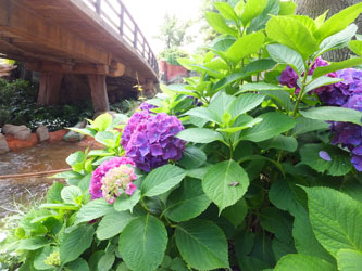Flower94