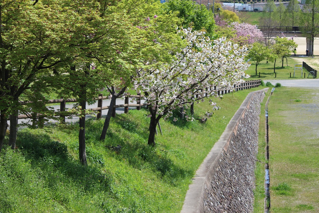 公園の緑