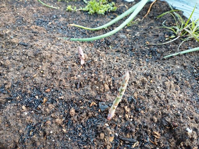 植え替えたアスパラガスの芽が出てきた 青パパイヤと家庭菜園日記 楽天ブログ