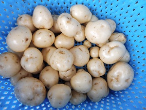 P1000150.JPG
